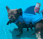 Dog Life Jacket - AquaPup