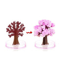 Make your garden bloom - Grow your sakura tree!
