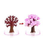 Make your garden bloom - Grow your sakura tree!
