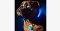 LED Dog Collar – Keep an eye on your pet!