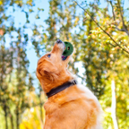 Treat-Licking Ball for Dogs | Durable, Reusable, Summer Fun