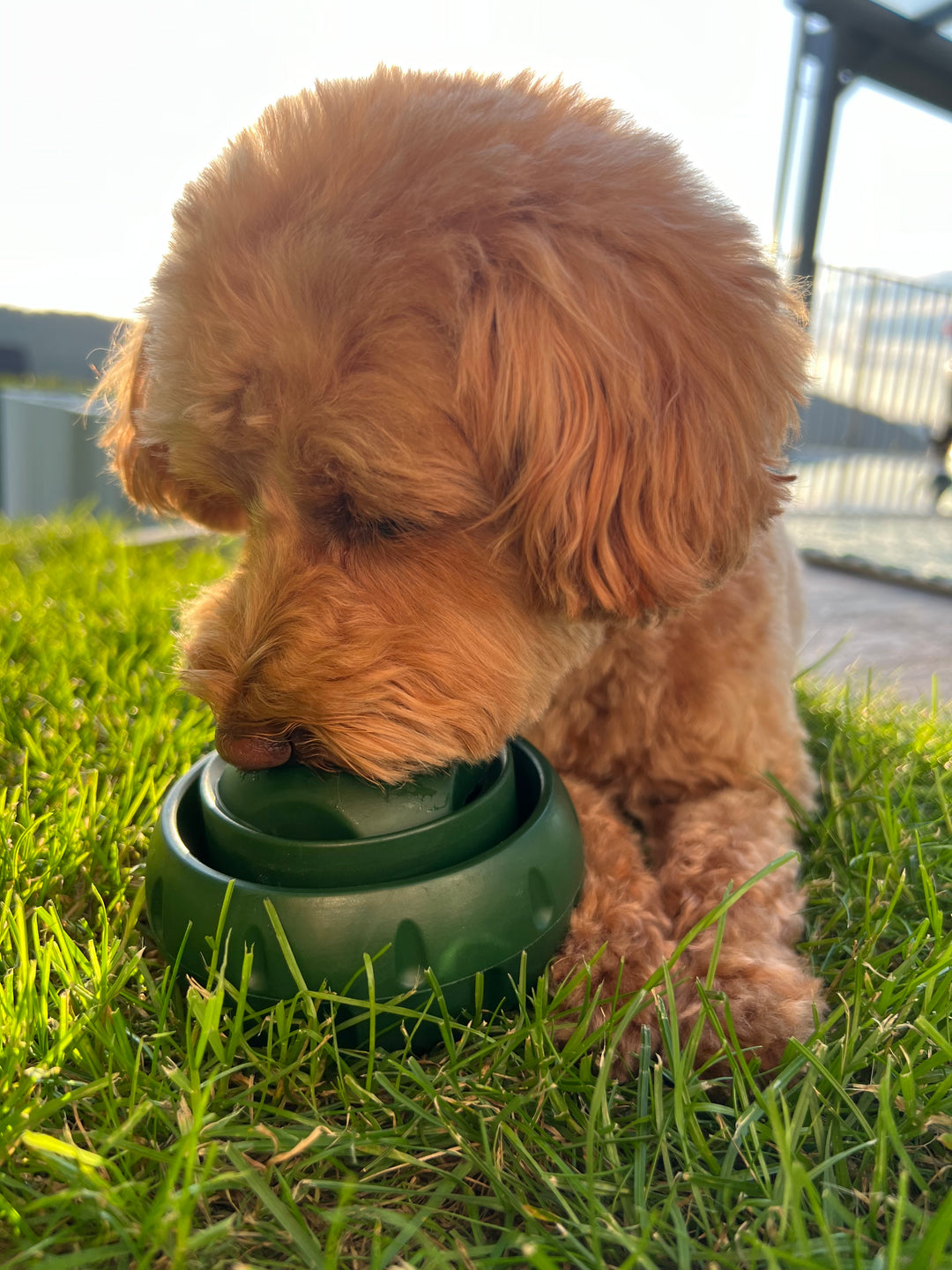 Treat-Licking Ball for Dogs | Durable, Reusable, Summer Fun