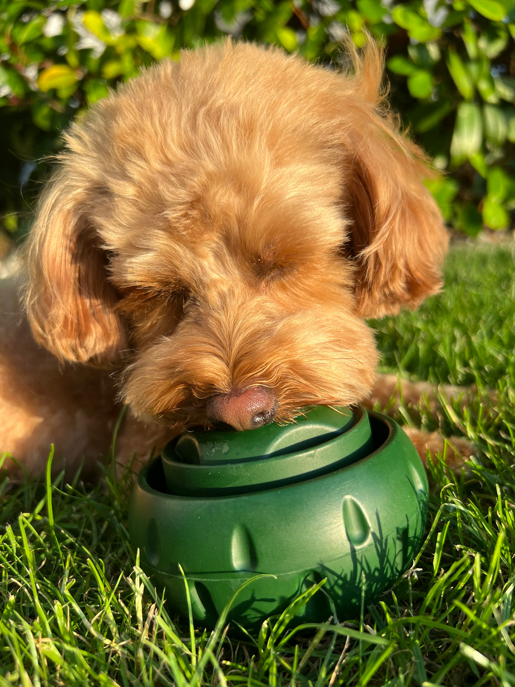 Treat-Licking Ball for Dogs | Durable, Reusable, Summer Fun