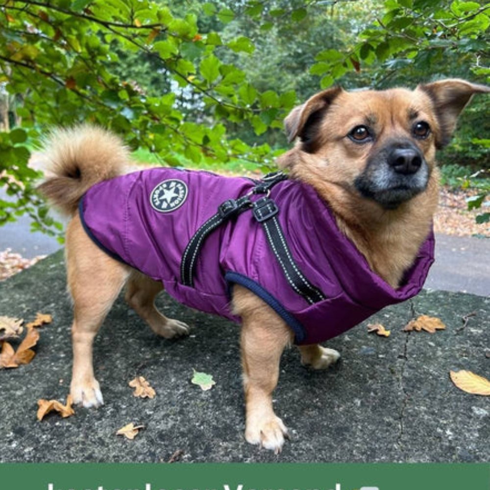 DryPaw - Waterproof Dog Coat