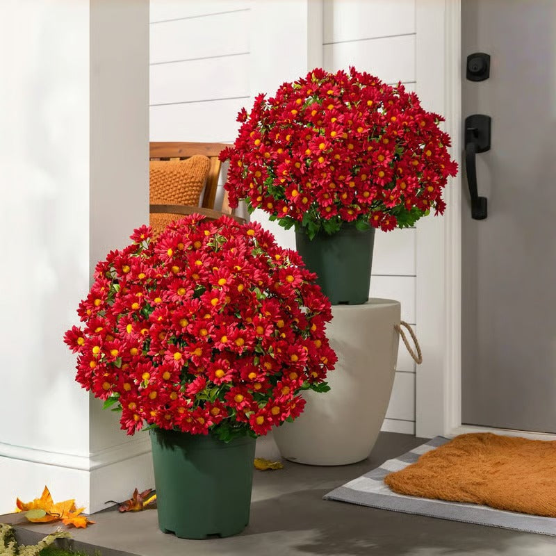 AutumnBlaze — Your worry-free garden hit with colors that enchant every autumn!