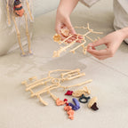 Clear Human Body Structure Model