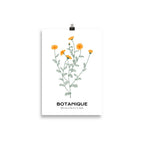 Dandelions