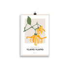 Ylang Ylang