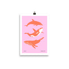 Dolphines