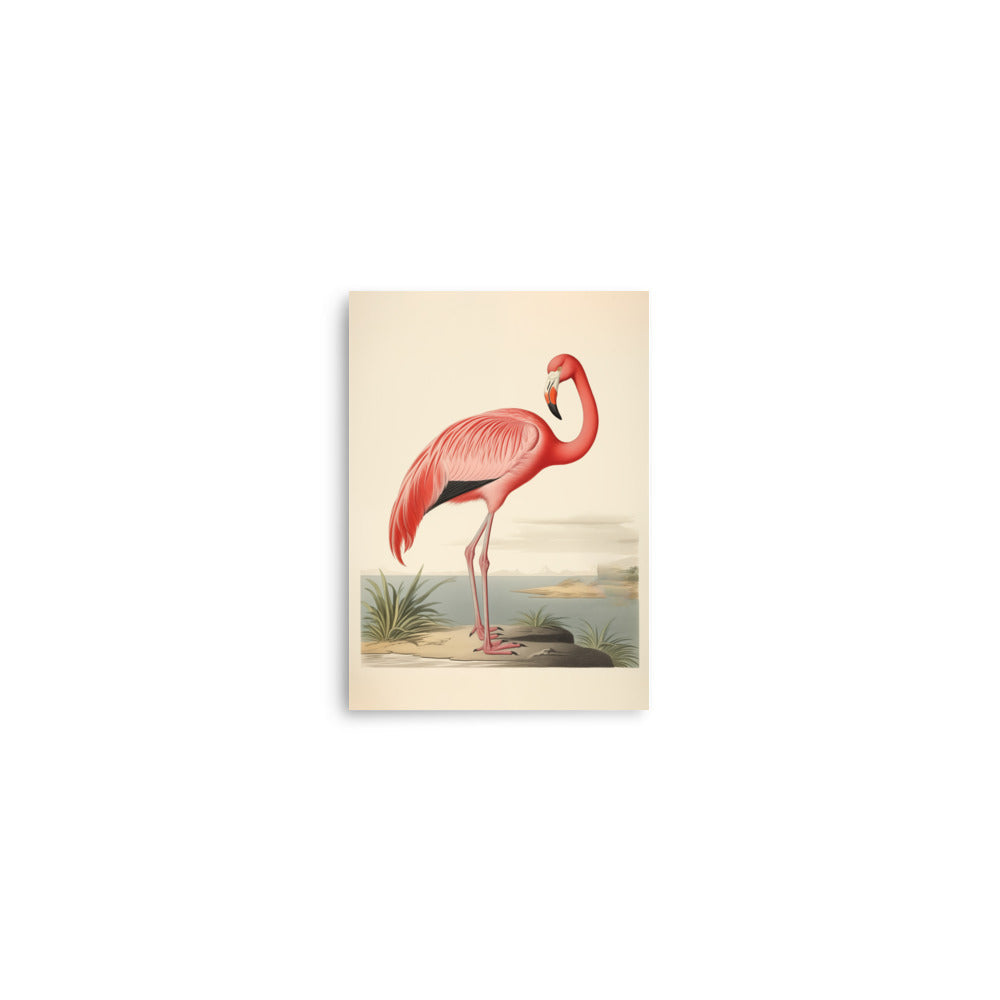 Flamingo