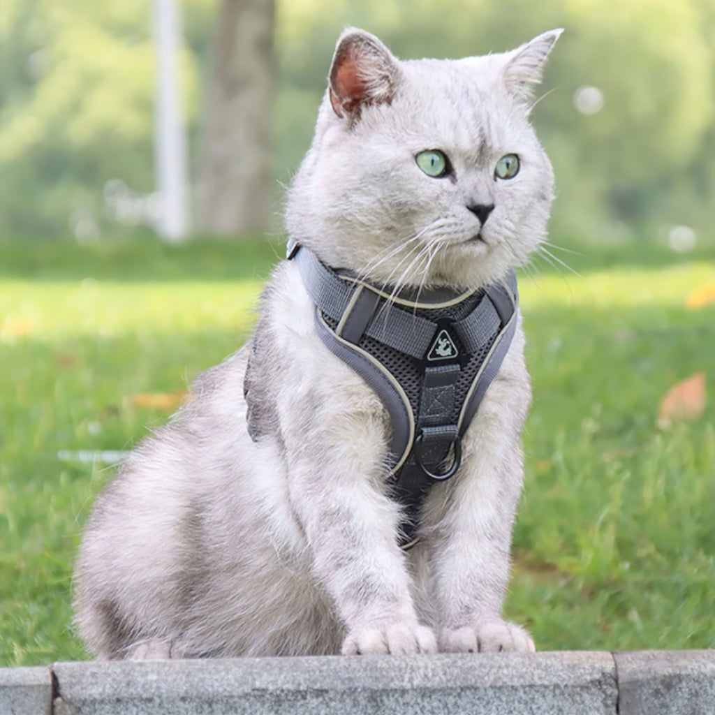Comfort Cat Harness
