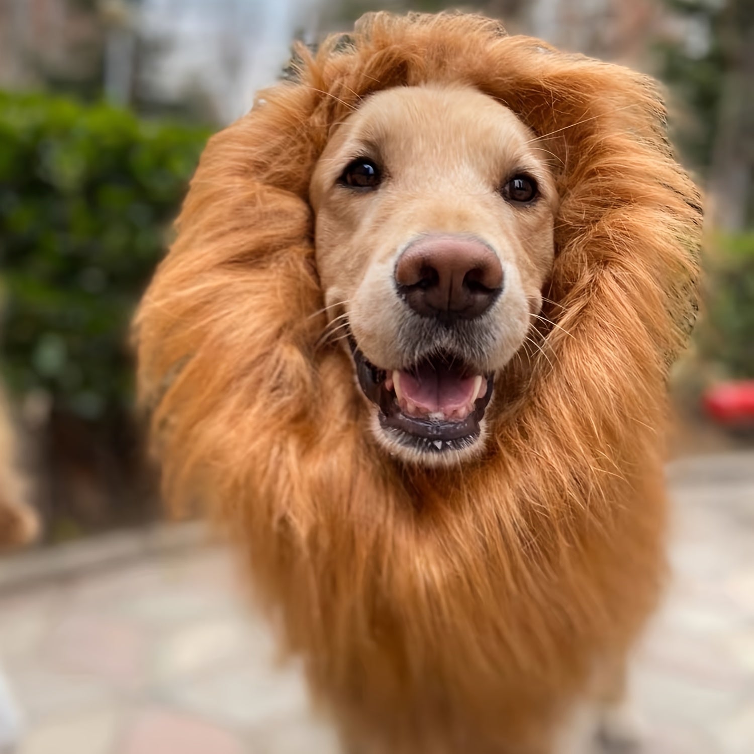Dog Realistic Lion Mane Halloween Costume | Adjustable Lightweight