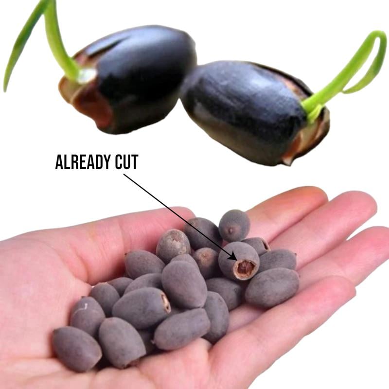 LotusWaters – Bonsai Water Garden Seeds for Pond and Balcony