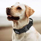 Durable & Adjustable Collar for Training & Everyday Use