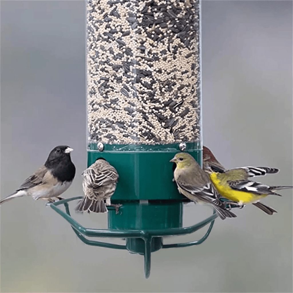 FEEDERGUARD – Squirrel-Proof Birdhouse for the Garden