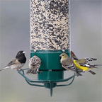 FEEDERGUARD – Squirrel-Proof Birdhouse for the Garden