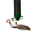 FEEDERGUARD – Squirrel-Proof Birdhouse for the Garden