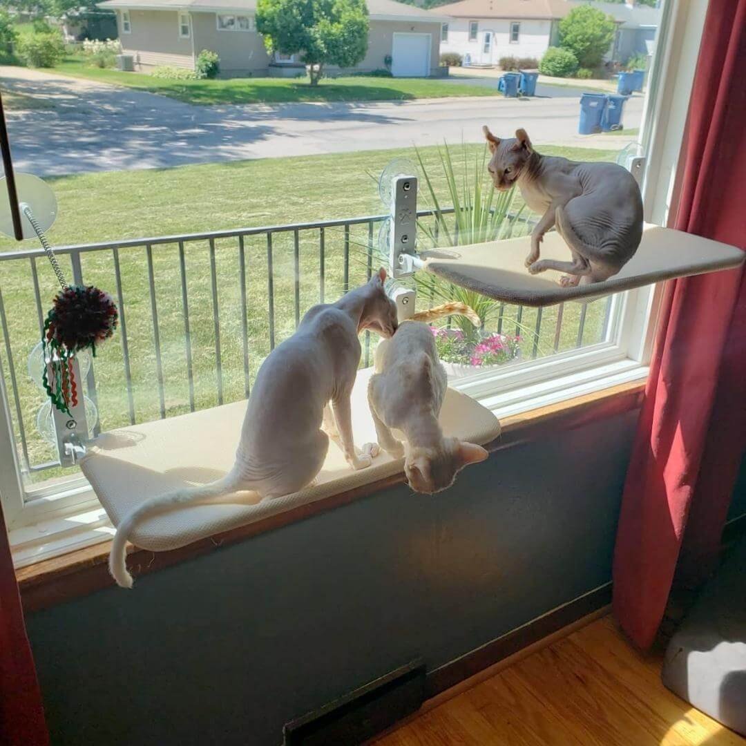 Foldable Cat Hammock Suction Cup Cat Hammock