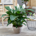 Peace Lily Houseplant