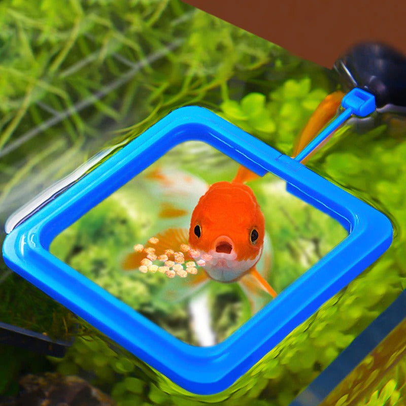 Aquarium feeding ring