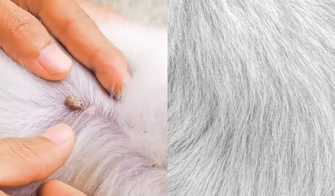 FLASHIELD – Anti-Flea & Tick Collar for Dogs and Cats with Natural Protection