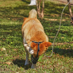 FlexGuard - Basket Dog Muzzle