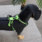 FlexHarness - No Pull Dog Harness