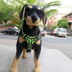 FlexHarness - No Pull Dog Harness