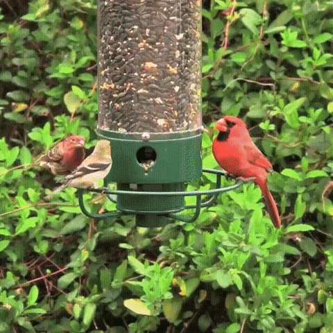 Squirrel Proof Bird Feeder | Heavy-Duty Metal, Multi-Feeding Ports & Ideal for Backyard Birdwatching