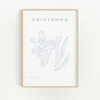 Printemps - Daffodil