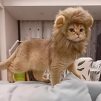 Halloween Lion Mane Cat Costume