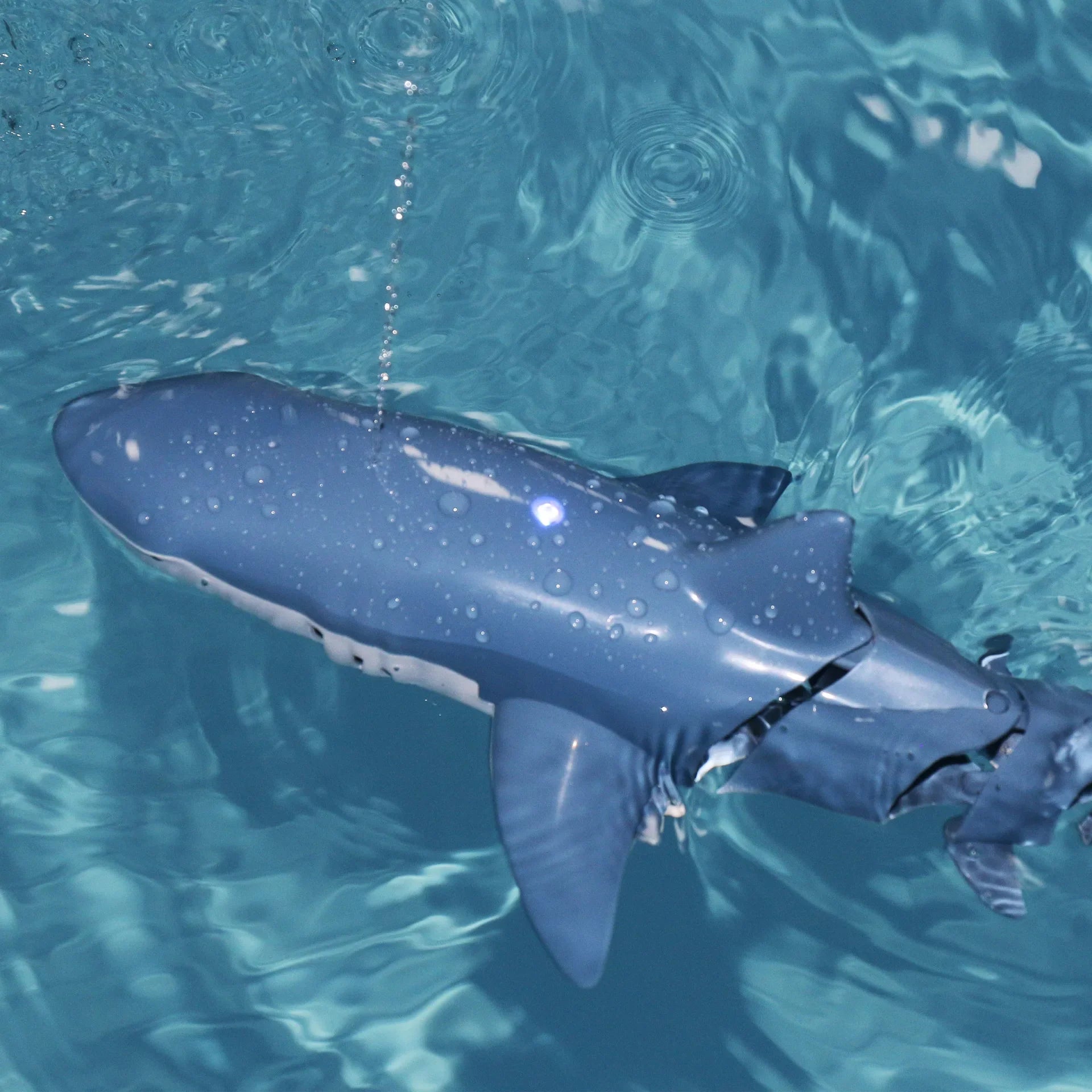 Remote Control Shark Adventure