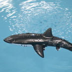 Remote Control Shark Adventure