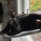 Foldable cat hammock for windows & walls