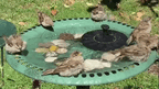 TranquilFlow – Calming Garden Fountain with Sunlight