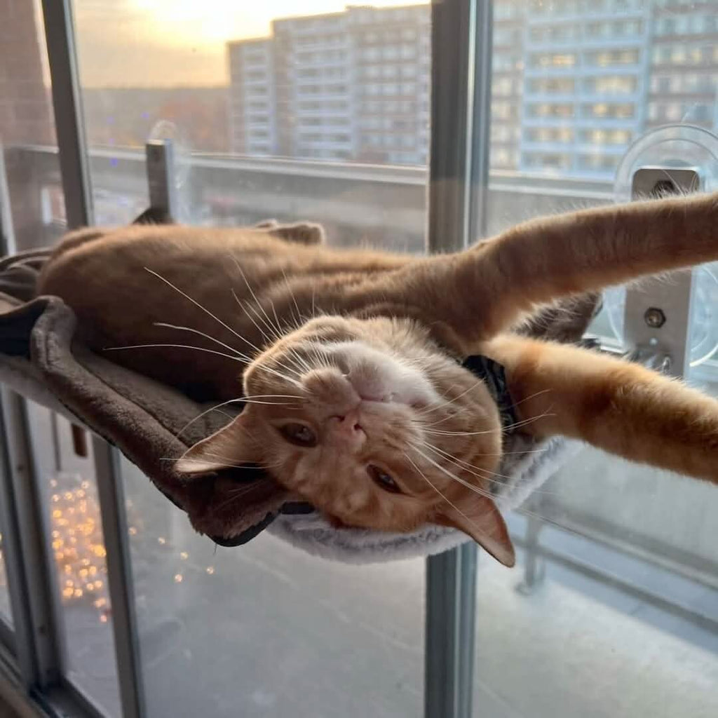 PAWPERCH – Foldable Window Hammock for Cats with View & Comfort
