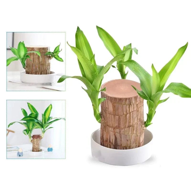 LuckyVerdant - Brazilian Wooden Pendant