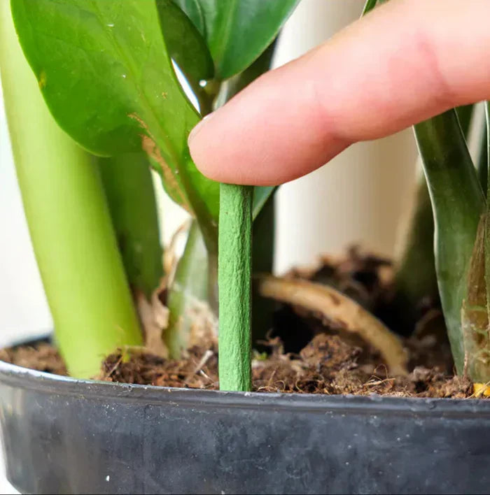 Long-lasting Fertilizer for Easy and Sustainable Plant Care
