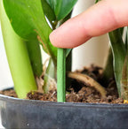 Long-lasting Fertilizer for Easy and Sustainable Plant Care