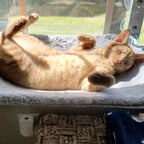 Foldable Window Hammock for Cats with View & Comfort