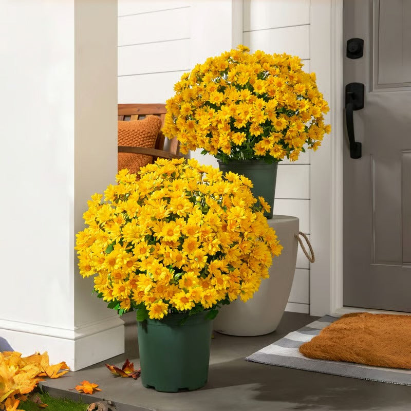 AutumnBlaze — Your worry-free garden hit with colors that enchant every autumn!