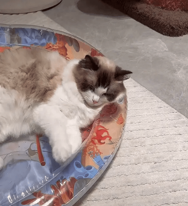 Interactive Cat Playmat - PurrPulse