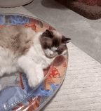 Interactive Cat Playmat - PurrPulse