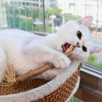 Interactive Chew Sticks for Cats - ChewPlay