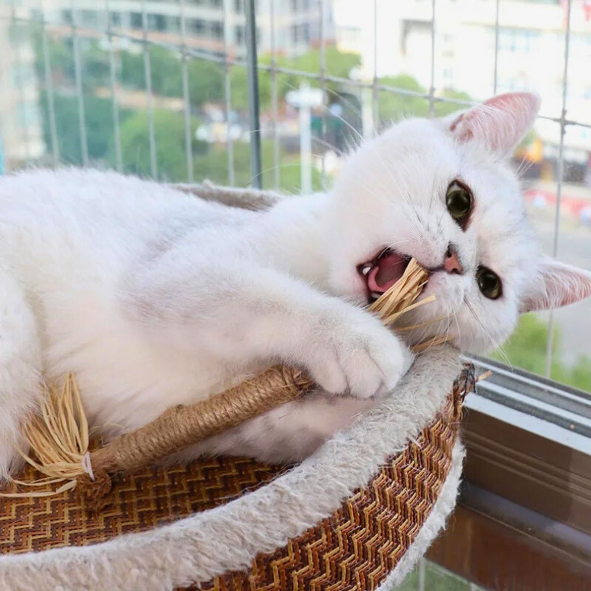 Interactive Chew Sticks for Cats - ChewPlay