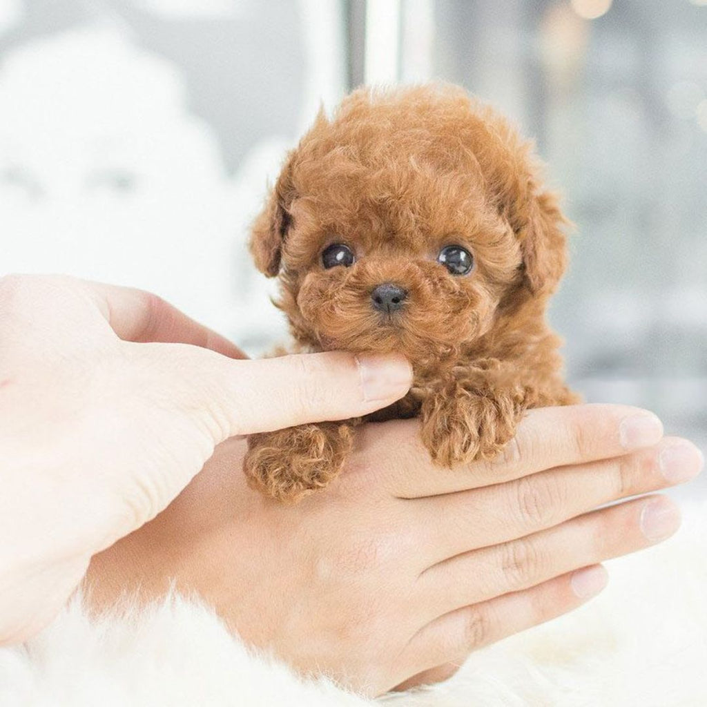 Interactive Robot Puppy Toy with Realistic Lifelike Design