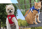 ADVENTURE HARNESS – Escape-proof cat harness with leash & reflective elements