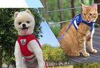 AdventureKit - Safe Harness for Adventurous Cats