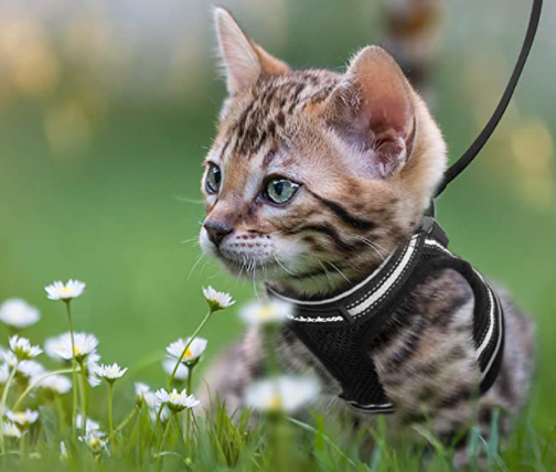AdventureKit - Safe Harness for Adventurous Cats