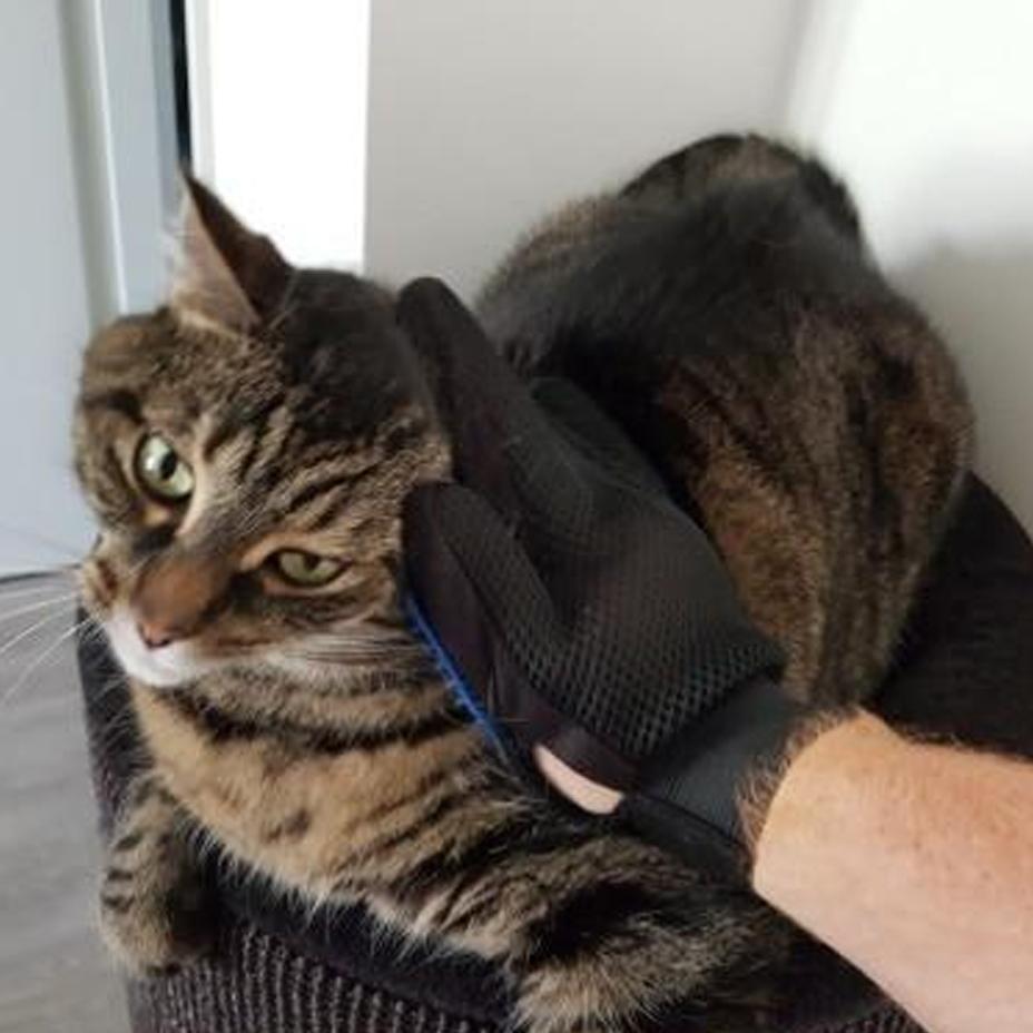 Grooming & Deshedding Glove